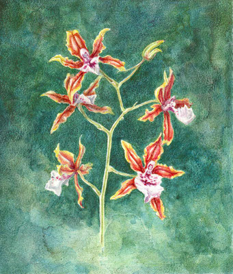 Orchidaceae (SOLD), watercolour on wooden panel