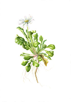 Daisy, Bellis perennis, watercolour on Arches paper