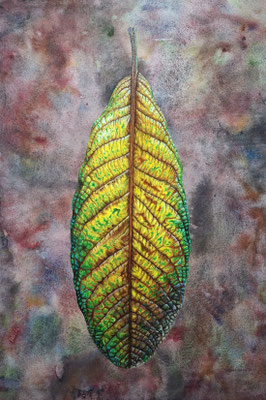 Fallen Leaf Inverewe Gardens Scotland 50 x 73 cm, watercolour and oilpaint on paper.