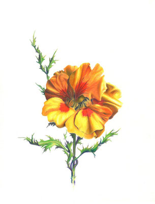 East-Indian Cherry and field thistle, colour pencil on paper