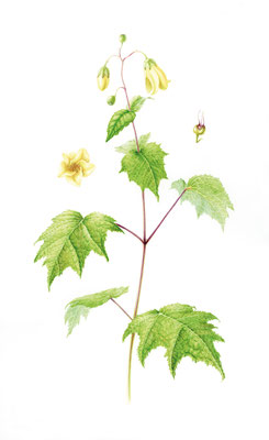 Japanese wax flower, Kirengeshoma palmata, watercolour on paper.