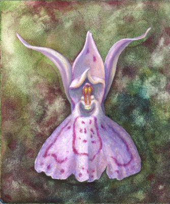 Gevlekte orchis, Dactylorhiza maculata (enlarged), oil- and watercolour on panel,  12 x 14 cm
