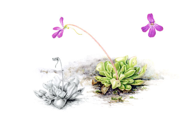 Pinguicula x Weser, Mexican butterwort, watercolour and pencil on paper.