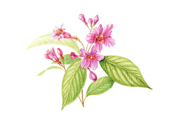 Weigelia (SOLD), waterkolom on Arches paper.