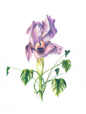 Iris and Monstera, colour pencil on paper