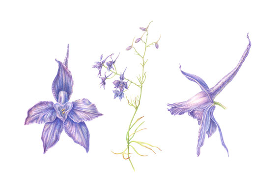 Wilde ridderspoor, Consolida regalis, watercolour, 38 x 27,5 cm 