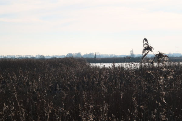 Eagle eye, photography