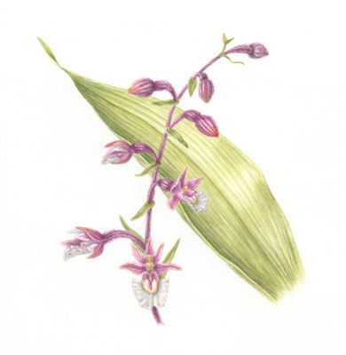 Moeraswespenorchis, Epipactis palustris, watercolour, 14 x 14 cm.