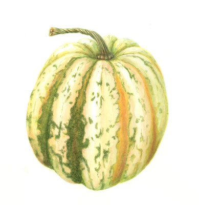 Pumpkin, watercolour, 14 x 14 cm. SOLD