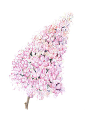 Hydrangea paniculata 'Vanille Fraise', watercolour on paper, SOLD.