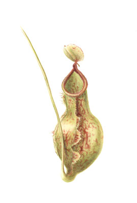 Pitcherplant, watercolour on Arches paper
