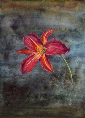 Daglelie Hemerocallis, oil paint and watercolour on Arches paper