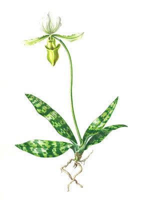 Venus shoe, Paphiopedilum, watercolour on Arches paper