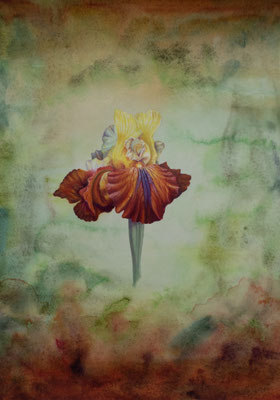 Iris Mayan Mysteries, oil paint and watercolour on Arches paper