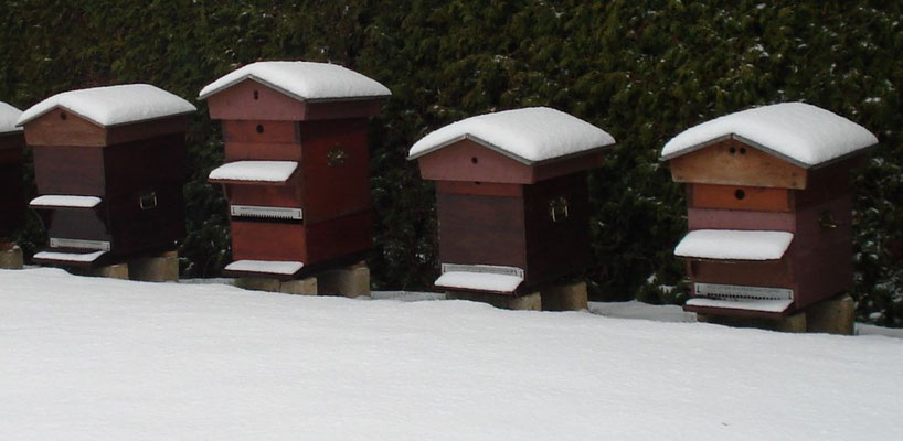 Les abeilles ne craignent pas le froid