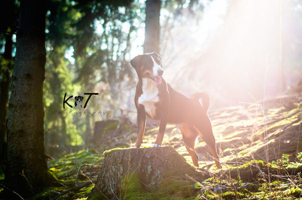 Week 7 - Springlight