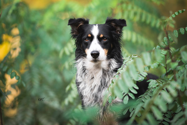 Hundefotografie Herbstshooting Solingen - Bijou