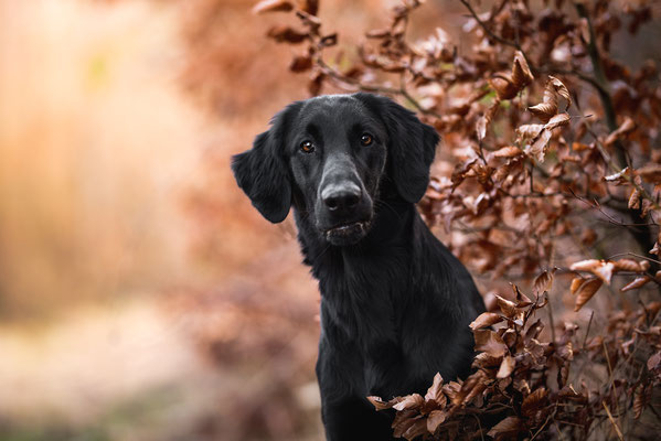 Hundefotografie Herbst - Fleur
