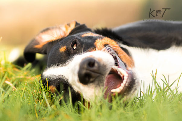 Week 3 - Laughing