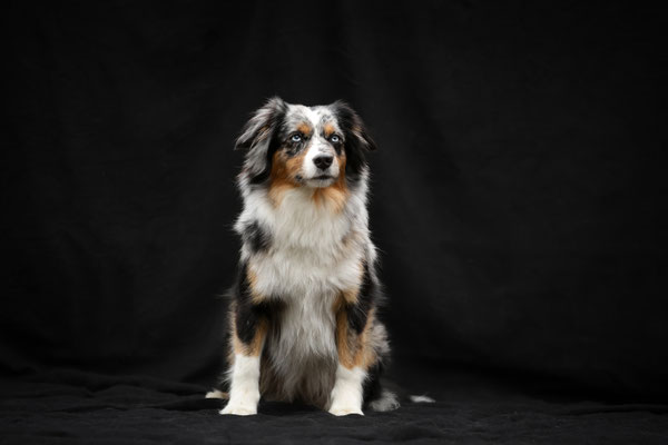 Honey Bee 2,5 jährig, 13.03.2024, Foto von https://www.lu-na-fotografie.ch/