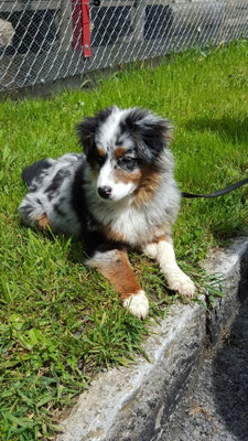 YUMA, 18 Wochen alt