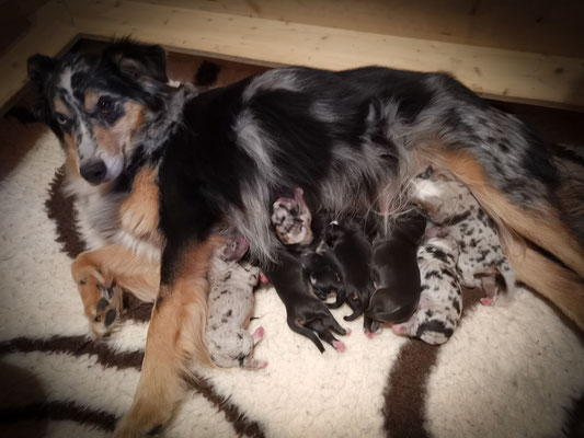 D-Wurf von EVITA und WILEY, 7 Welpen, geboren 22.05.2019 