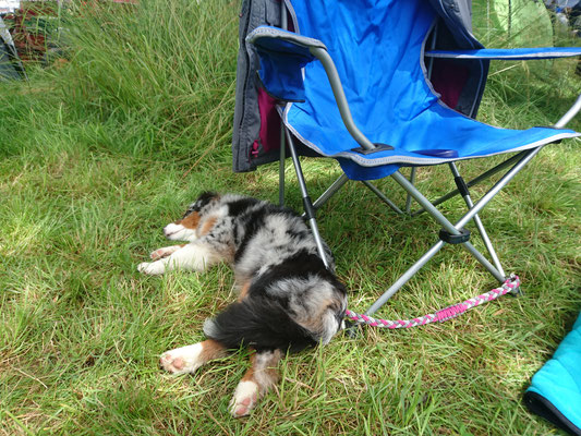 YUMA schlafen an der Hundeausstellung in Aarau