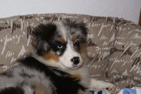 YUMA 
