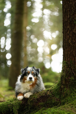 Yuma Oktober 2025, 9,5 Jahre alt