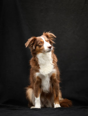 PEACHES, 4 jährig, 13.03.2024