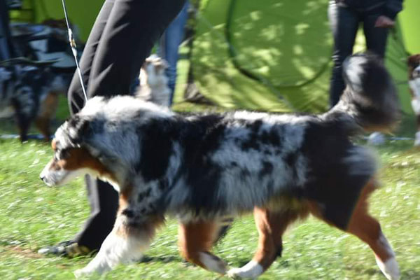 YUMA 9 Monate alt, Oktober 2016 Show von MASCE