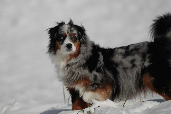 YUMA 2 jährig