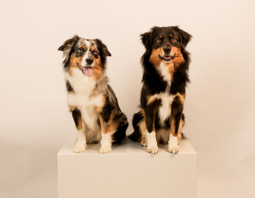 2025 Honey Bee, 3,5 jährig mit Halbschwester Kiwi, 1 jährig