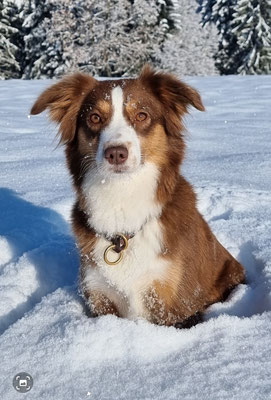 PEACHES 3 jährig, 2023