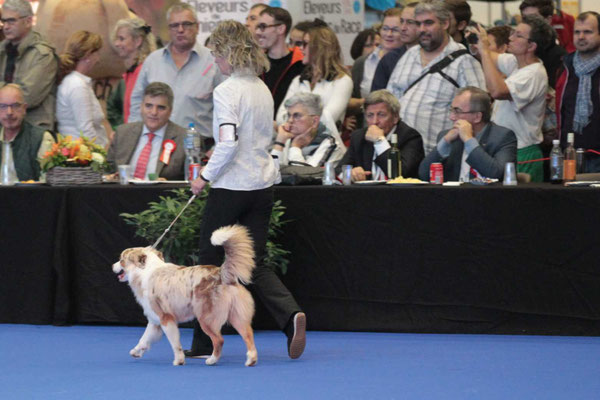 Hundeausstellung Genf 2018