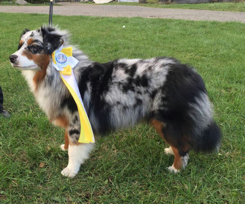 YUMA 9 Monate alt, 0ktober 2016, 2. Platz 9-18 Monate, Richterin Cindy Taylor an der Show von MASCE in Pullmann.