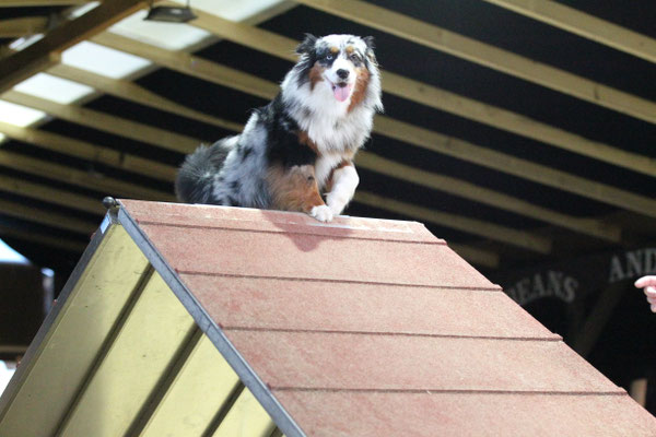 YUMA auf der Wand im Agytraining