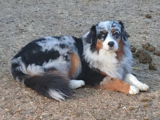 YUMA meine Begleiterin bei den Stallarbeiten