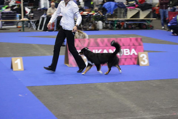 Dogshow Genf 2018
