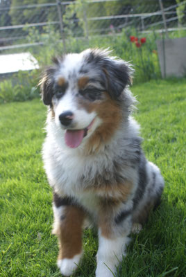 YUMA, 18 Wochen alt
