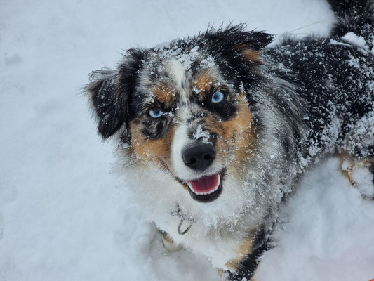 HONEY BEE 2023, 1 jährig