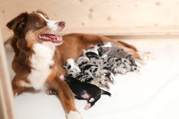 Peaches mit den 8 Welpen von Wrangler 2024