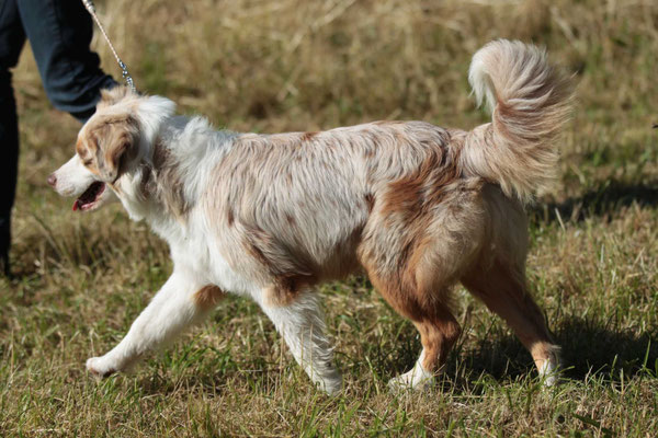 8 Mte alt, Hundeausstellung Aarau Juni 2018