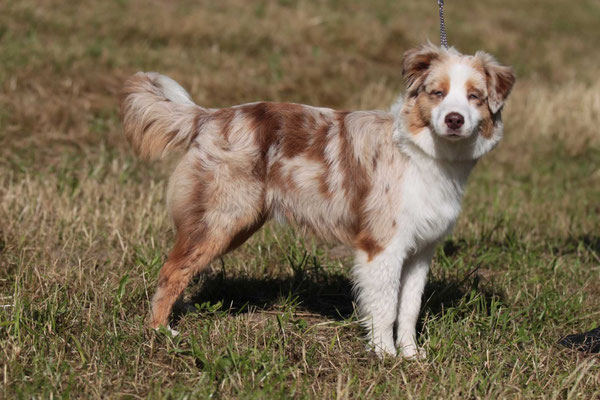 8 Mte alt, Hundeausstellung Aarau Juni 2018