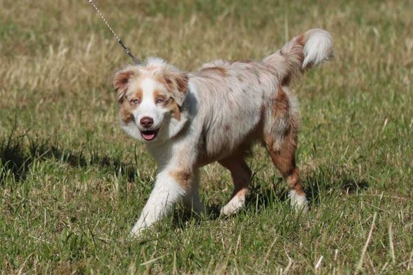 8 Mte alt, Hundeausstellung Aarau Juni 2018