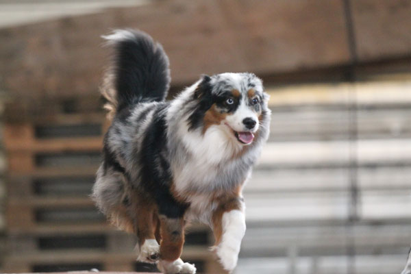 YUMA auf dem Steg im Agytraining