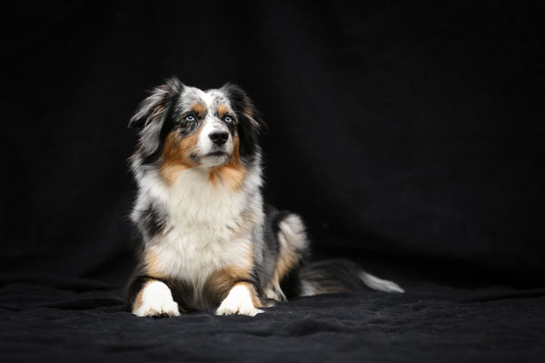 Honey Bee, 2,5 jährig, 13.03.2024 Foto von https://www.lu-na-fotografie.ch/