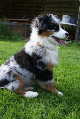 YUMA, 18 Wochen alt