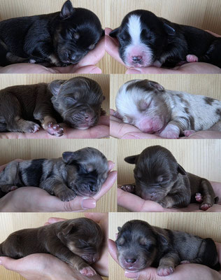 4 Tage alt