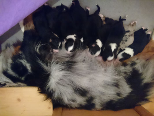 YUMA mit ihren 9 Welpen, geboren am 07.01.2018